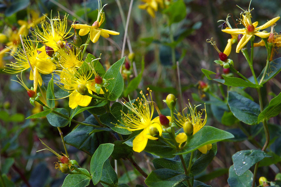 Hypericum hircinum L. subsp. hircinum